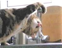 cat drinking out of a tap