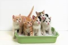 cats in litter box
